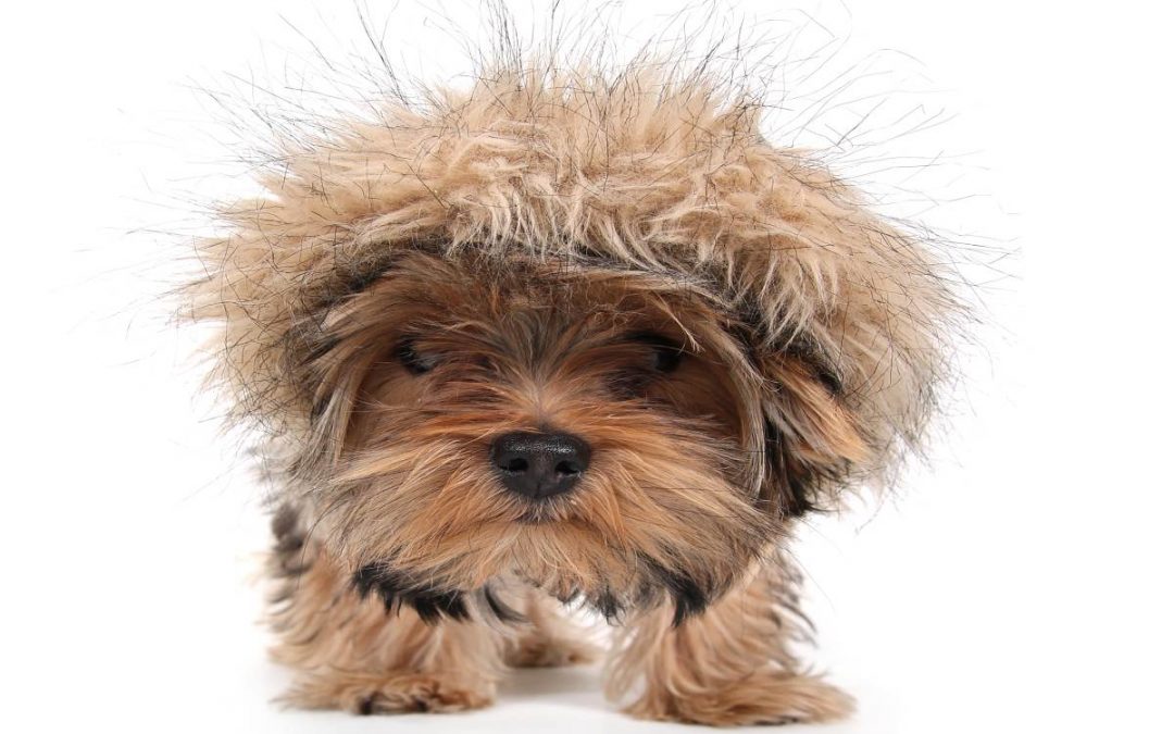 How Cold Is Too Cold For A Yorkie