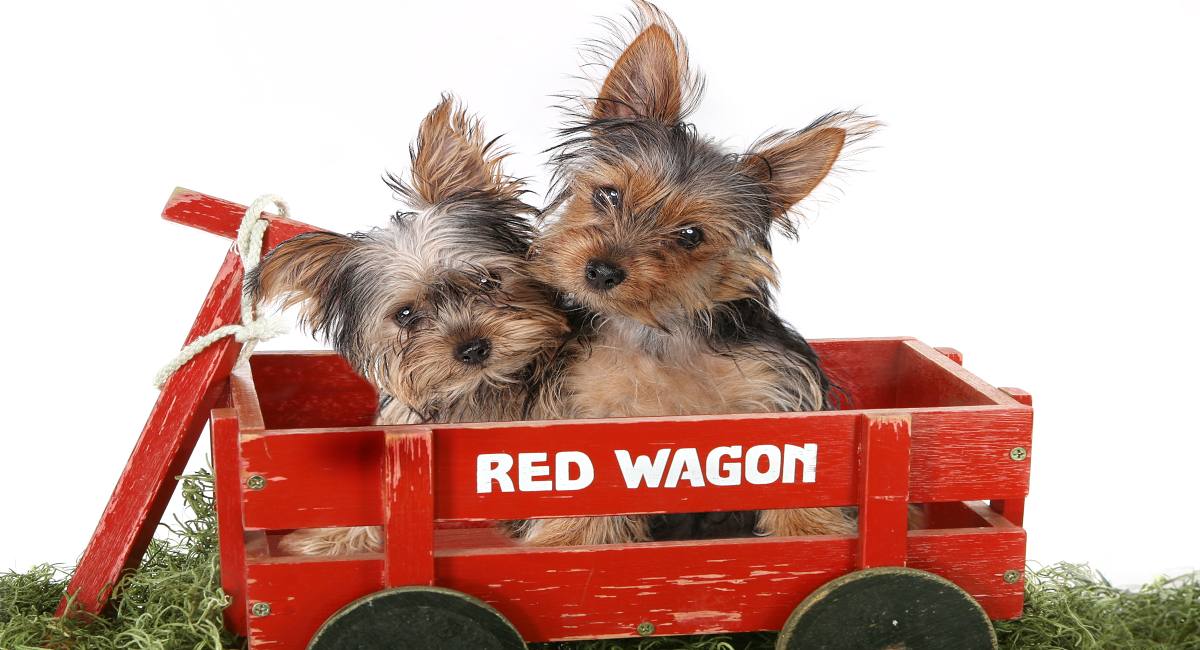 The Yorkie Times - Yorkies travelling in Red Wagon