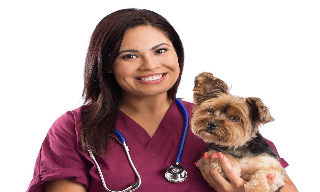 3 Common Questions to Discuss With Your Vet