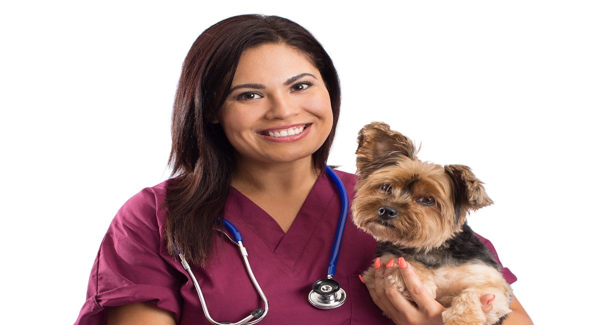 The Yorkie Times - Yorkie Health Questions