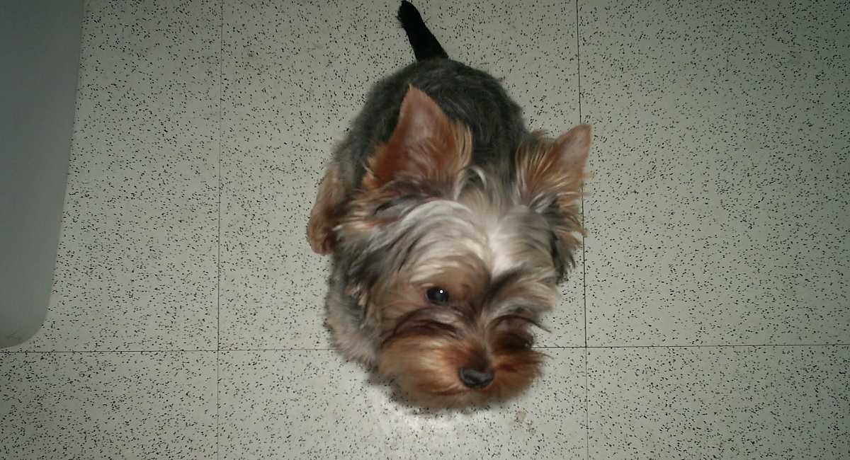 The Yorkie Times - Anxious Yorkie