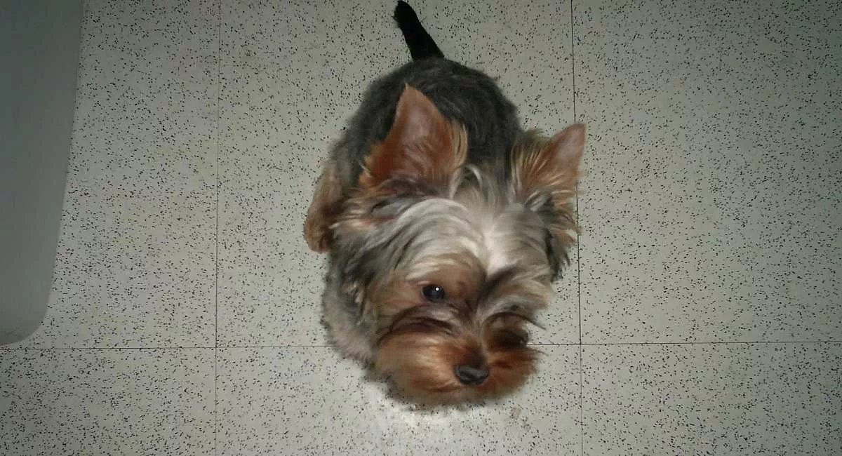 The Yorkie Times - Anxious Yorkie