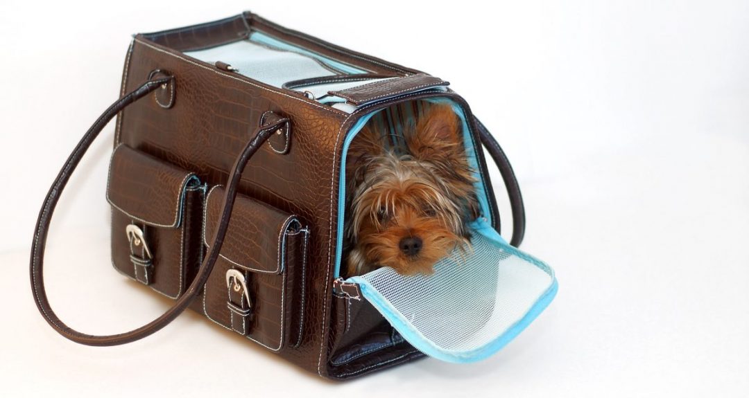 Yorkie Car Sickness Part 1 Yorkies & CrossBreeds
