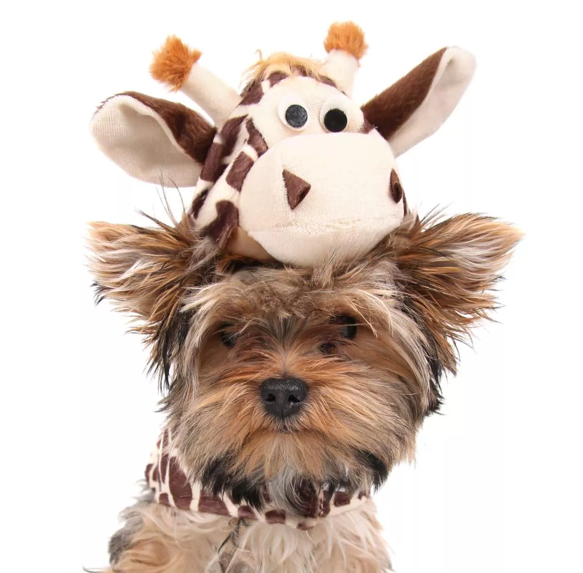 Yorkie giraffe having a roaring good time