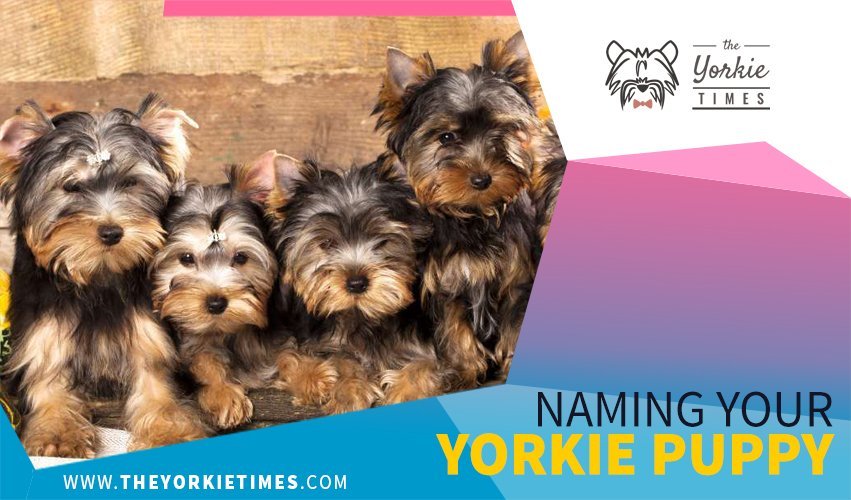 Naming your yorkie puppy