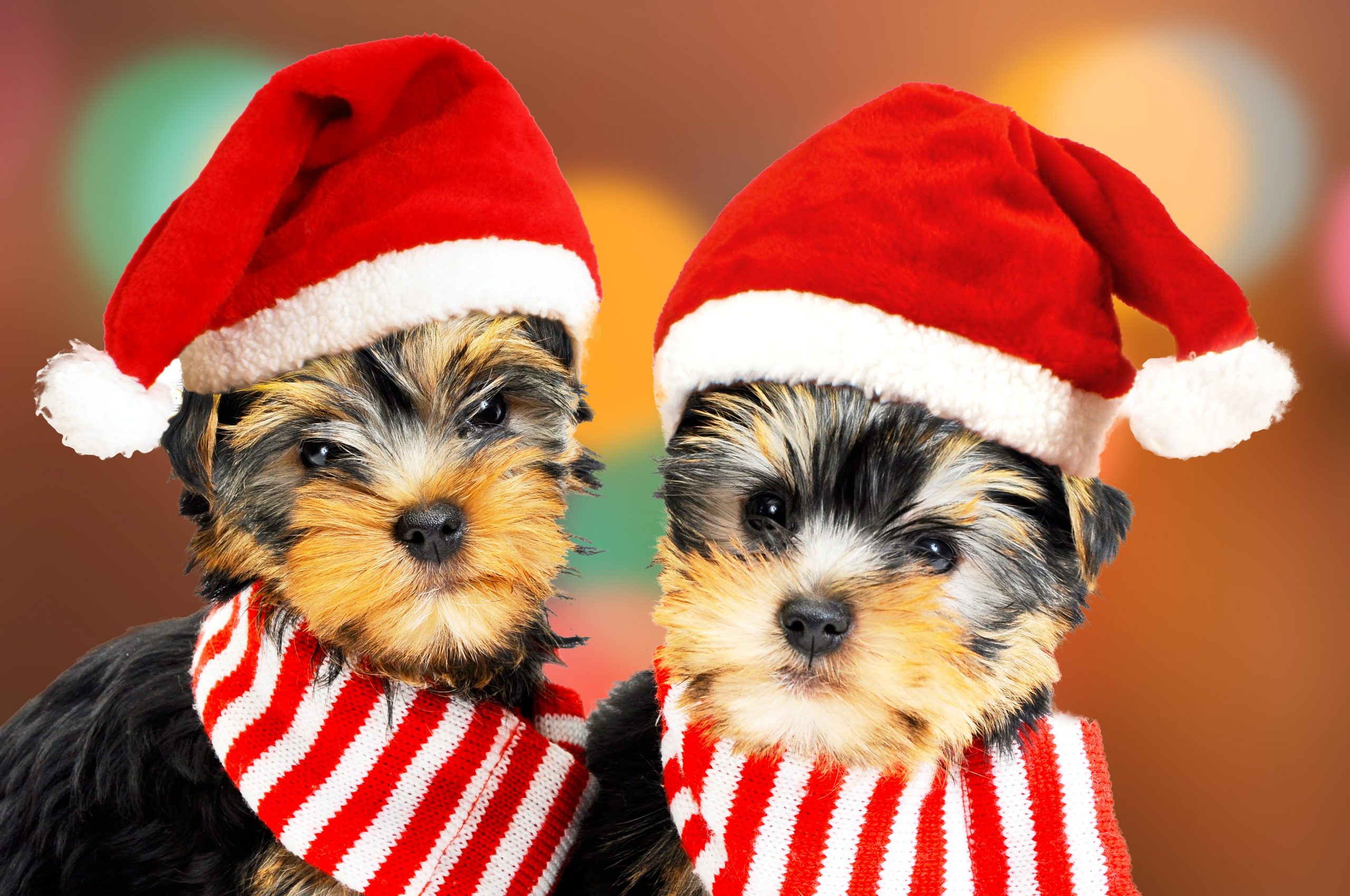 The Yorkie Times - Christmas Yorkie