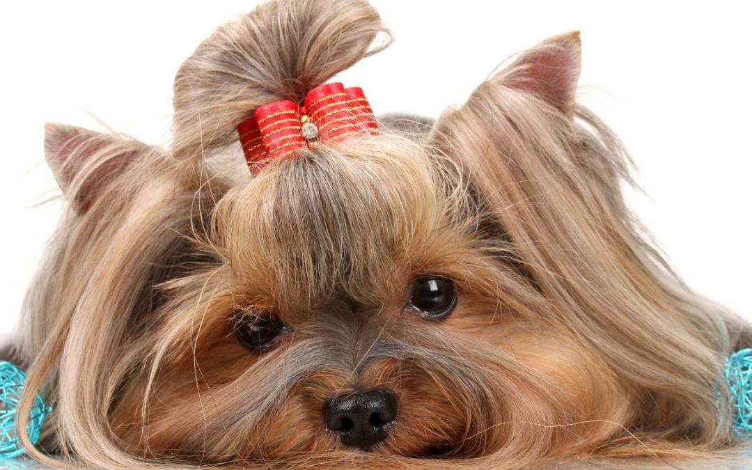 Yorkie Grooming the Easy Way