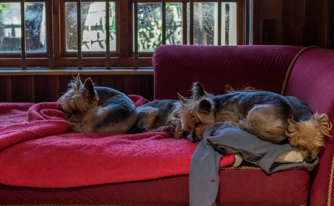 Senior Yorkie Potty Behavior Problems