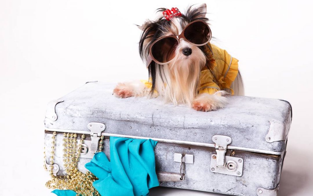 How to Make Yorkie Travel Easier