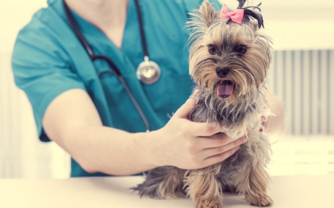 What Health Issues Do Yorkies Commonly Experience?