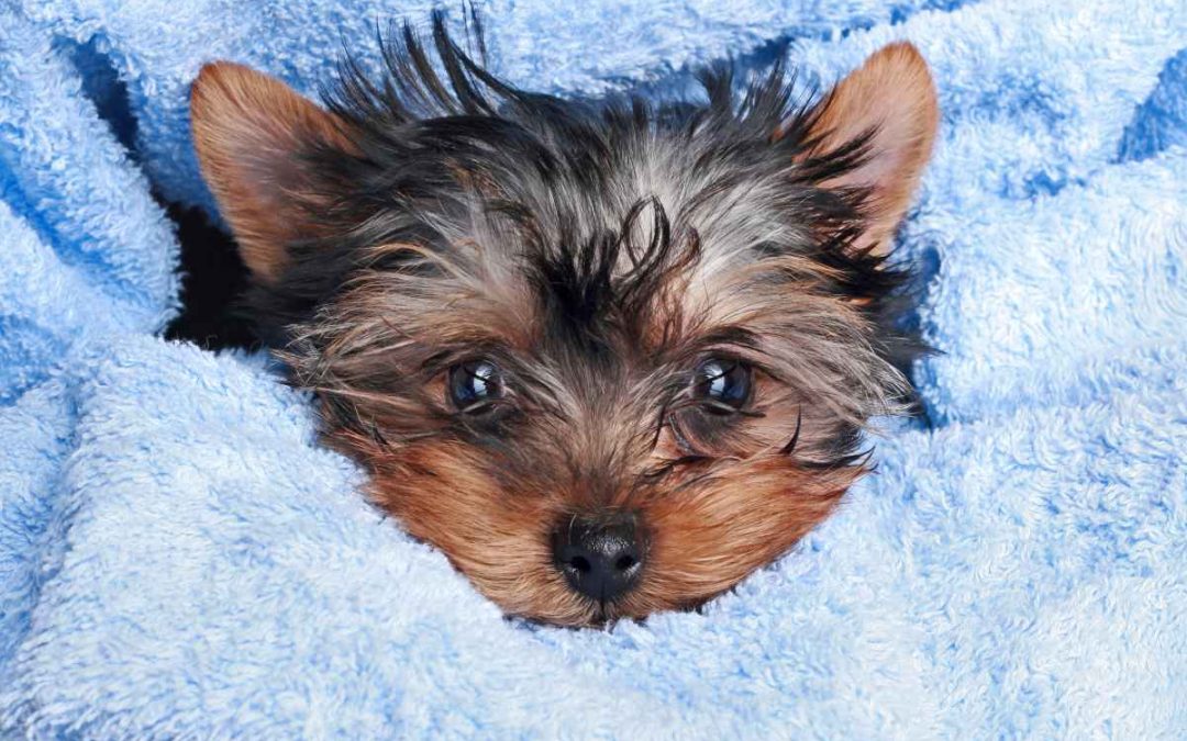 Coaching Confidence: Treating Your Yorkie’s Separation Anxiety