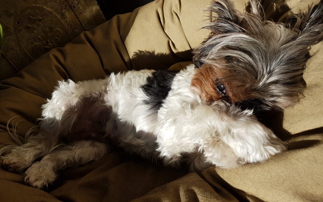 Rosie’s still Standing!