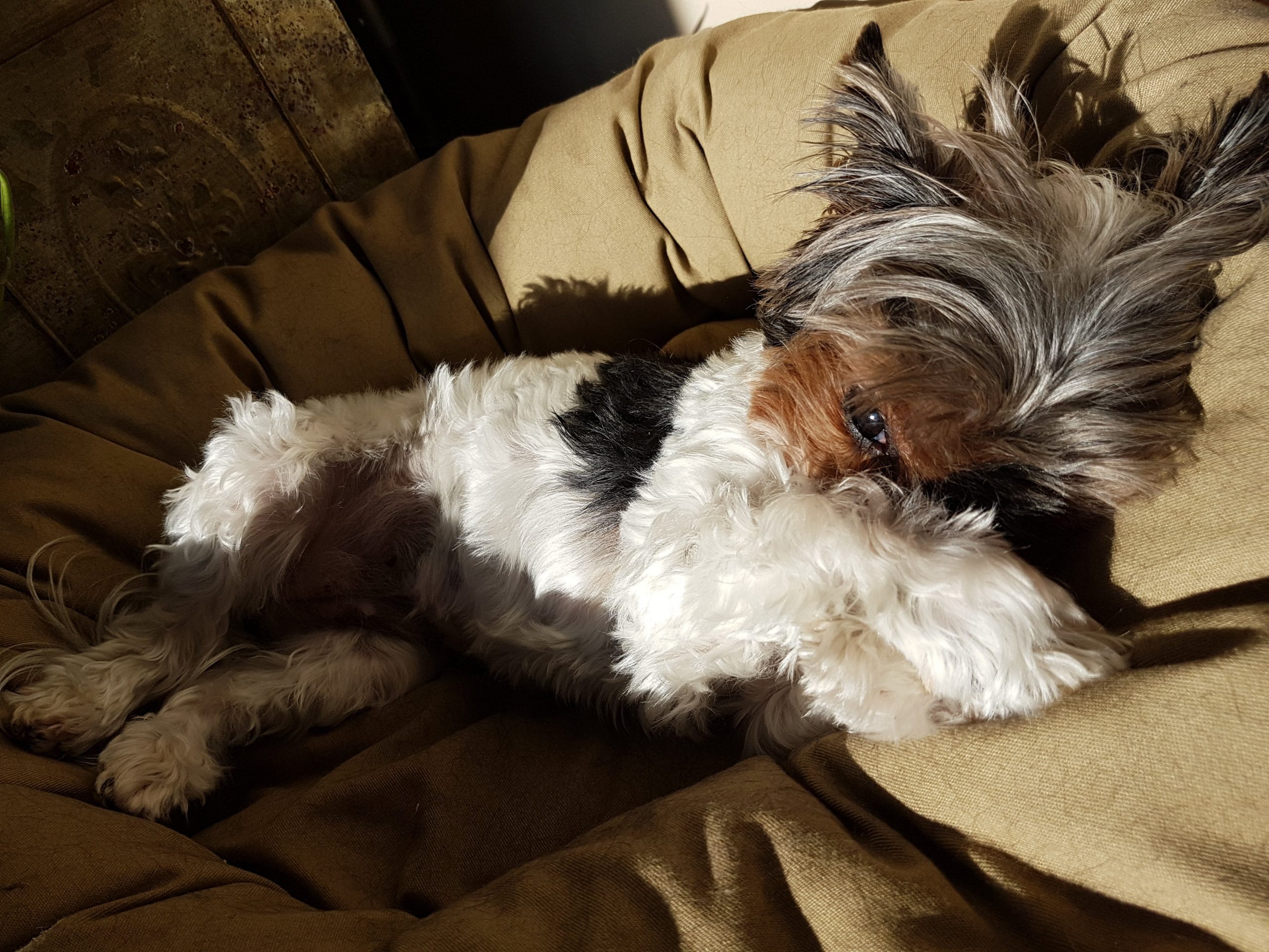 The Yorkie Times Blog - Rosie asleep in the sun