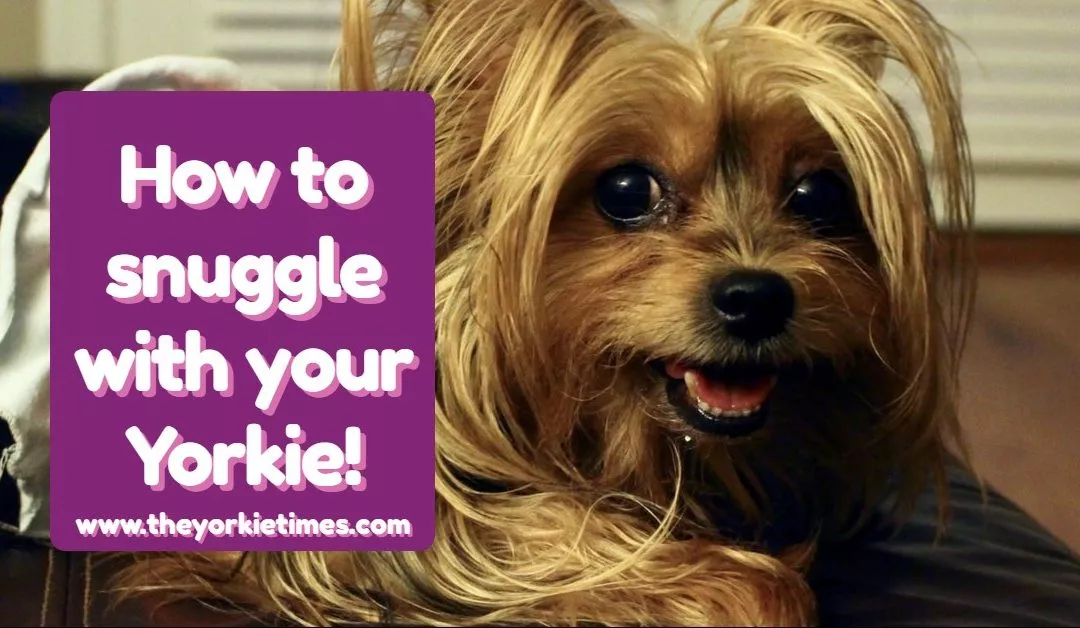 The Yorkie Times Blog - Yorkie Snuggles