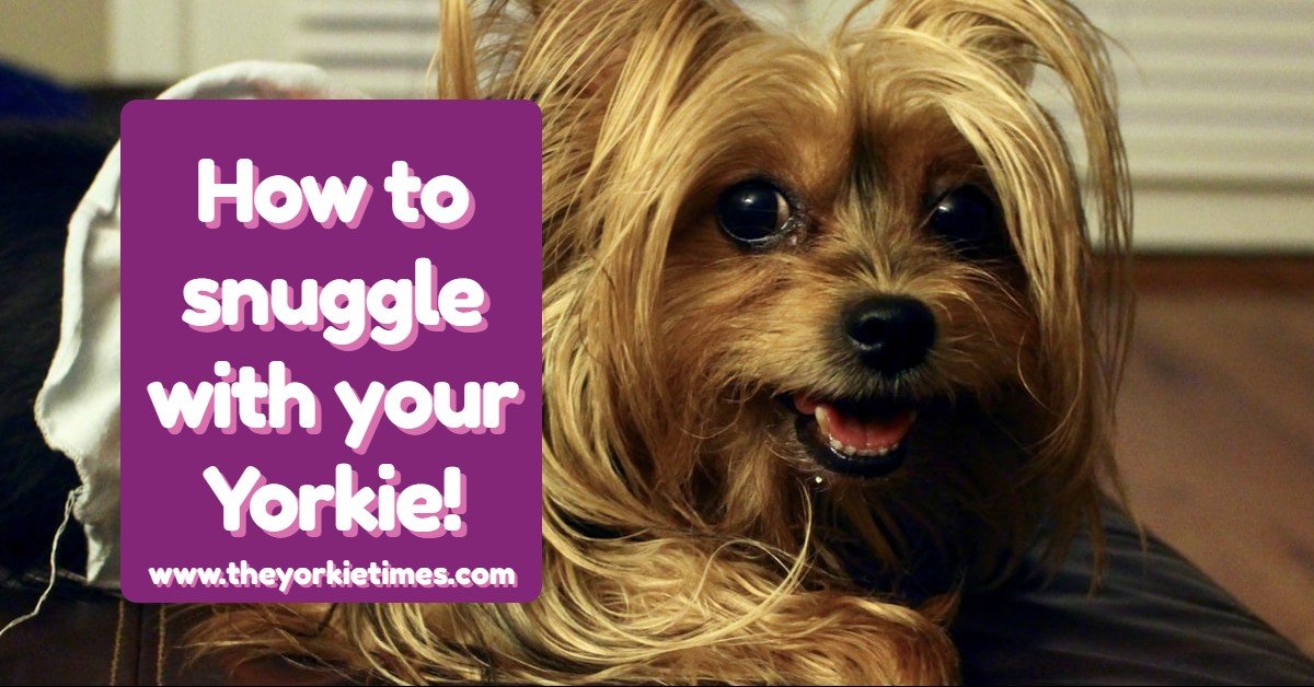 The Yorkie Times Blog - Yorkie Snuggles