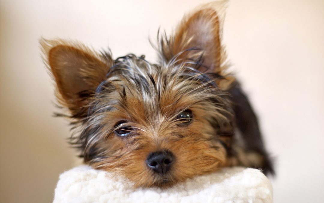 The Yorkie Times Blog