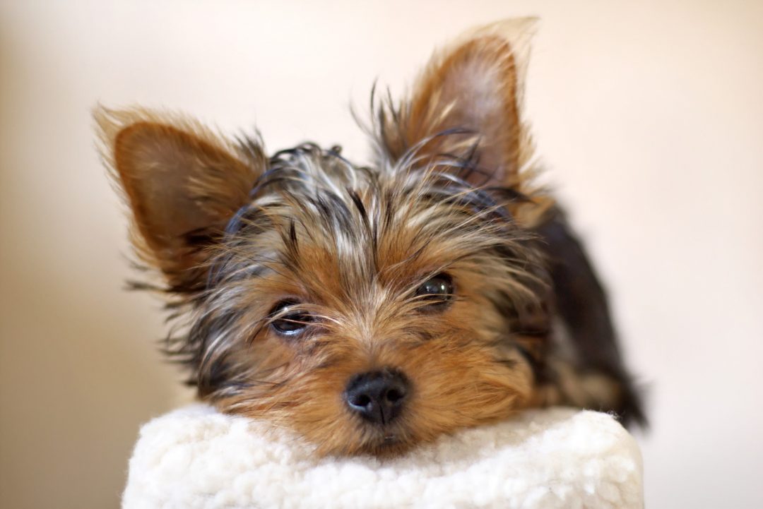 6 Things You Need To know Before You Get A Yorkie The Yorkie Times