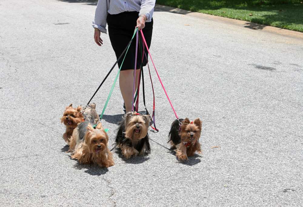 Yorkies walking on leashes