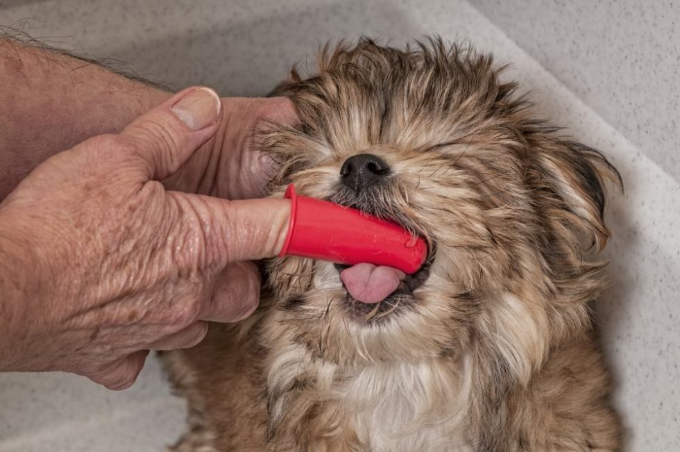 Dental Duty Why Yorkie Dental Care is Important