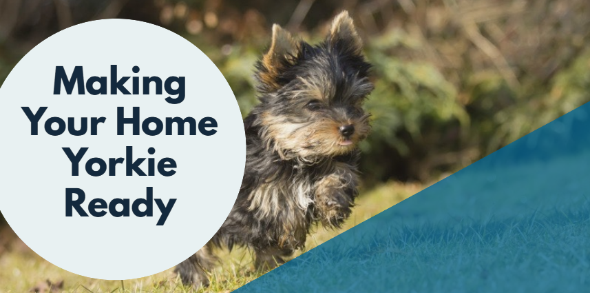 The Yorkie Times Blog