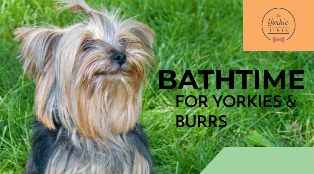 yorkie burr removal