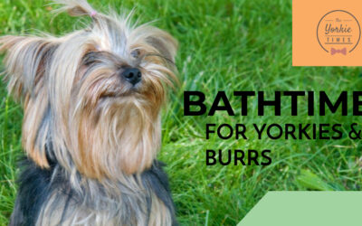 Bath Time For Yorkie Burr Removal