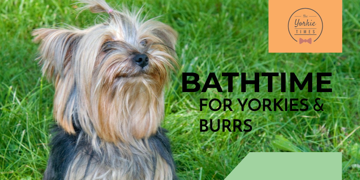yorkie burr removal