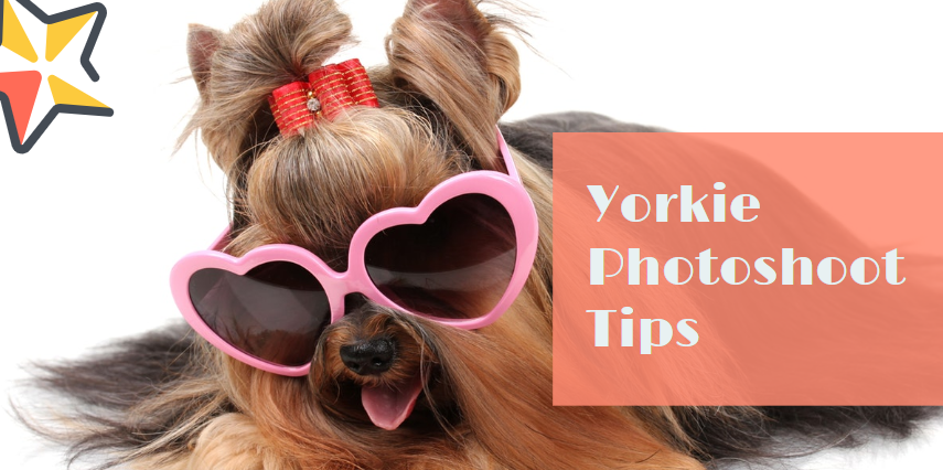 The Yorkie Times Blog