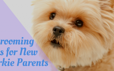 5 Grooming Tips for New Yorkie Parents