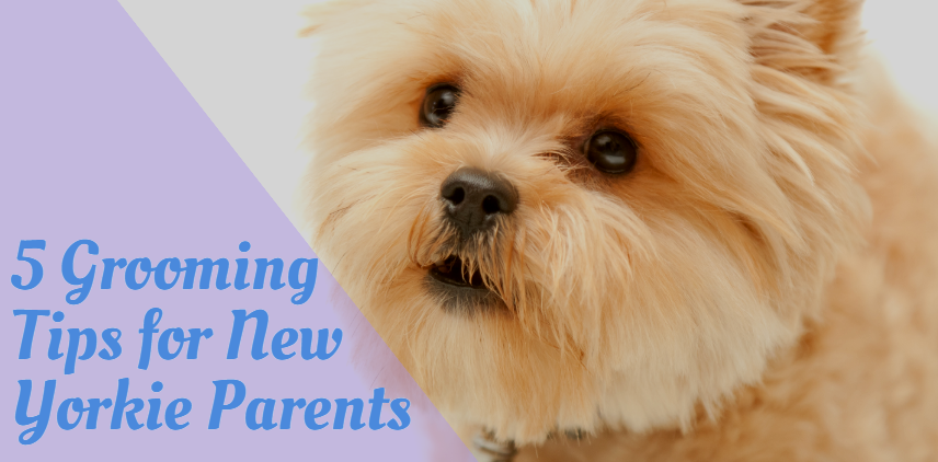 The Yorkie Times Blog
