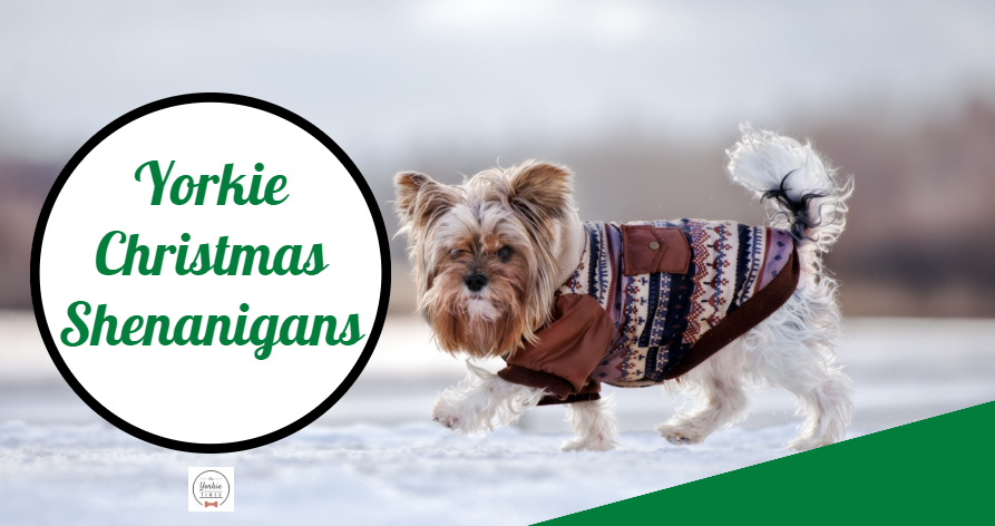 Yorkie Christmas Shenanigans