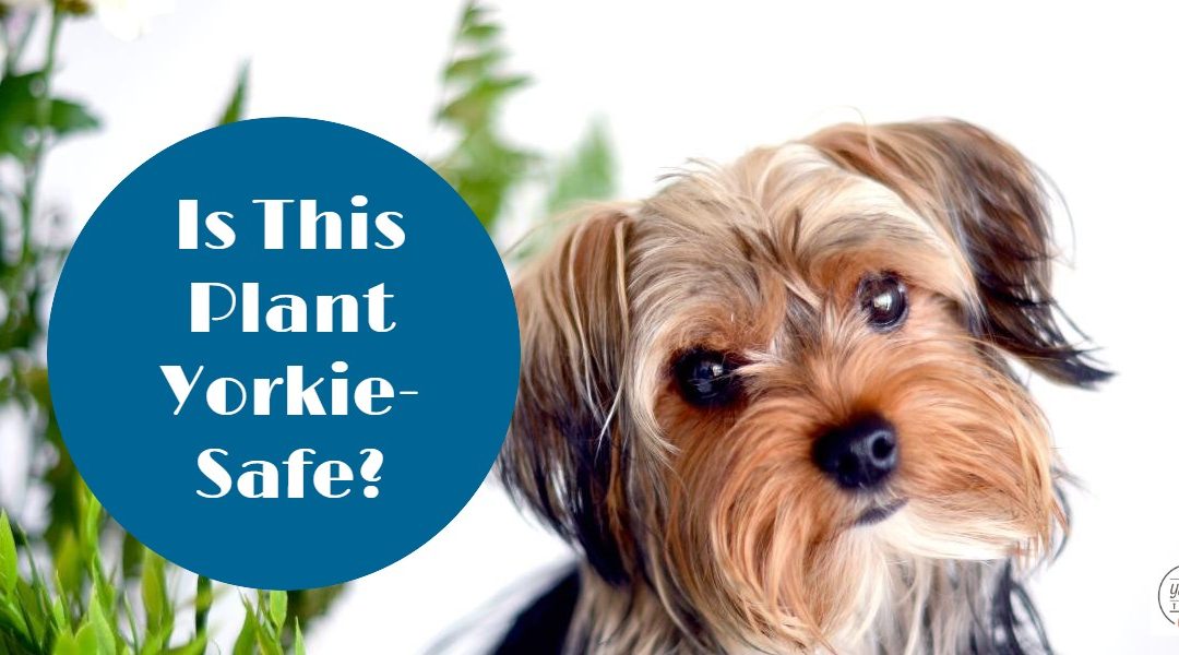 The Yorkie Times Blog