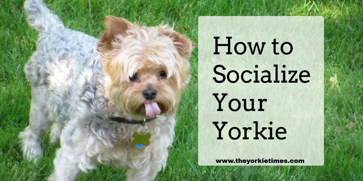 The Yorkie Times Blog - Socialize Your Yorkie
