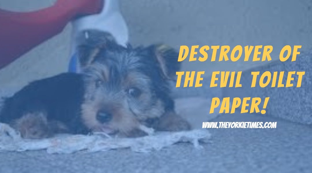 The Yorkie Times blog - Dexter vs toilet paper