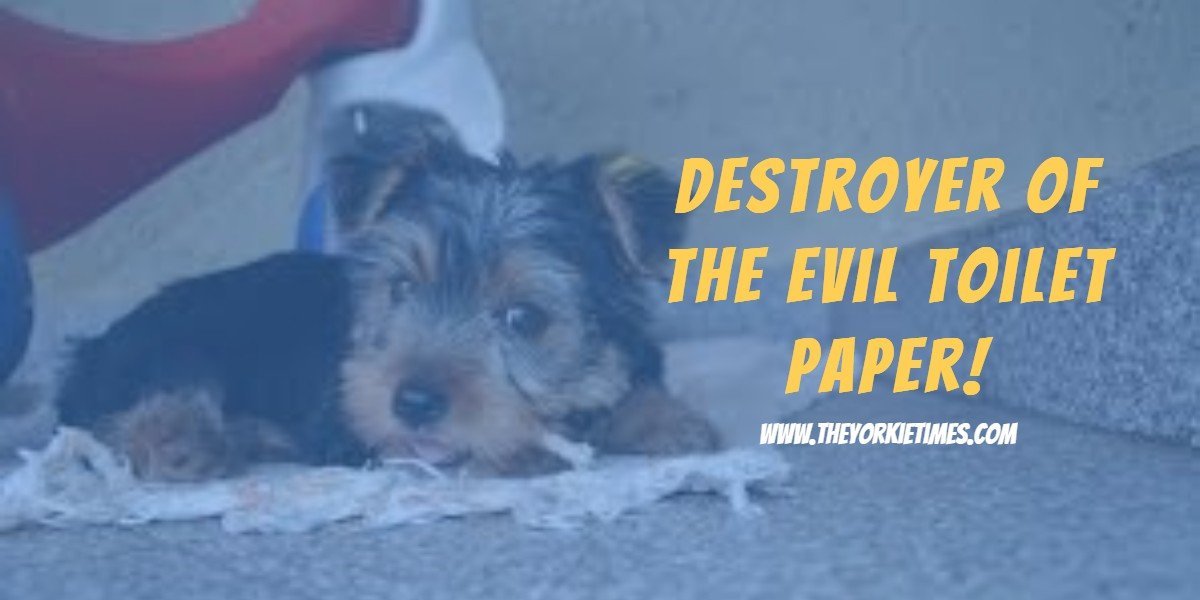 The Yorkie Times blog - Dexter vs toilet paper