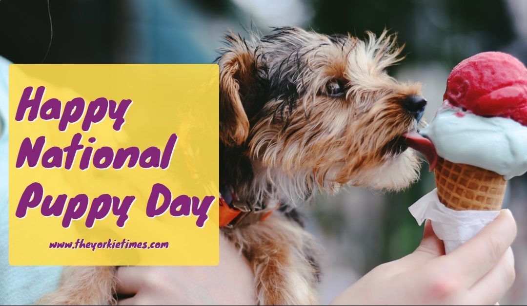 Happy National Puppy Day