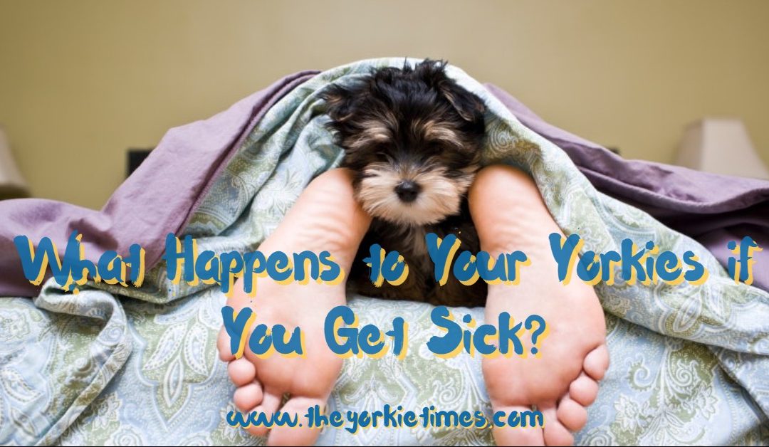 What Happens to Your Yorkies if You Get Sick?