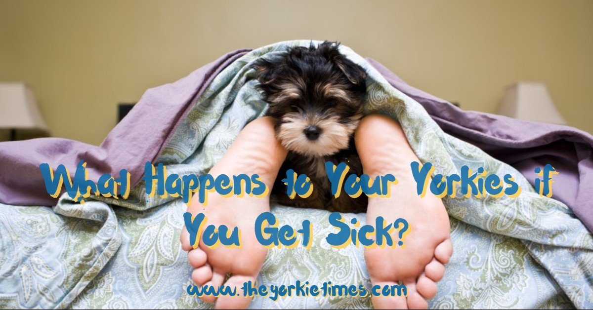 The Yorkie Times Blog