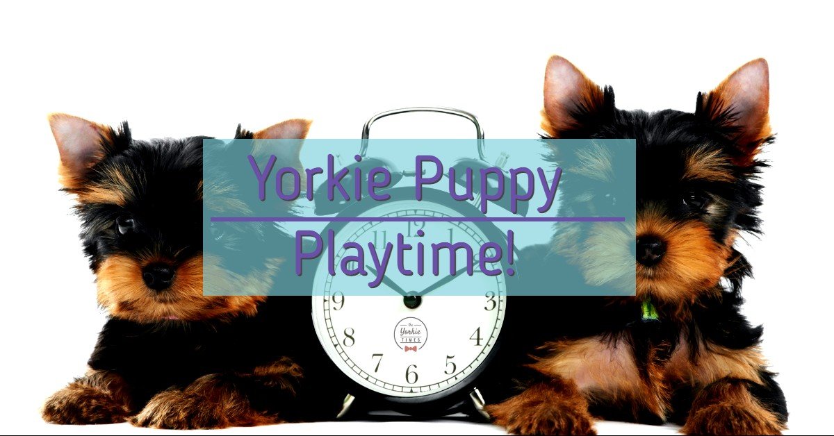 The Yorkie Times blog - yorkie puppies playtime