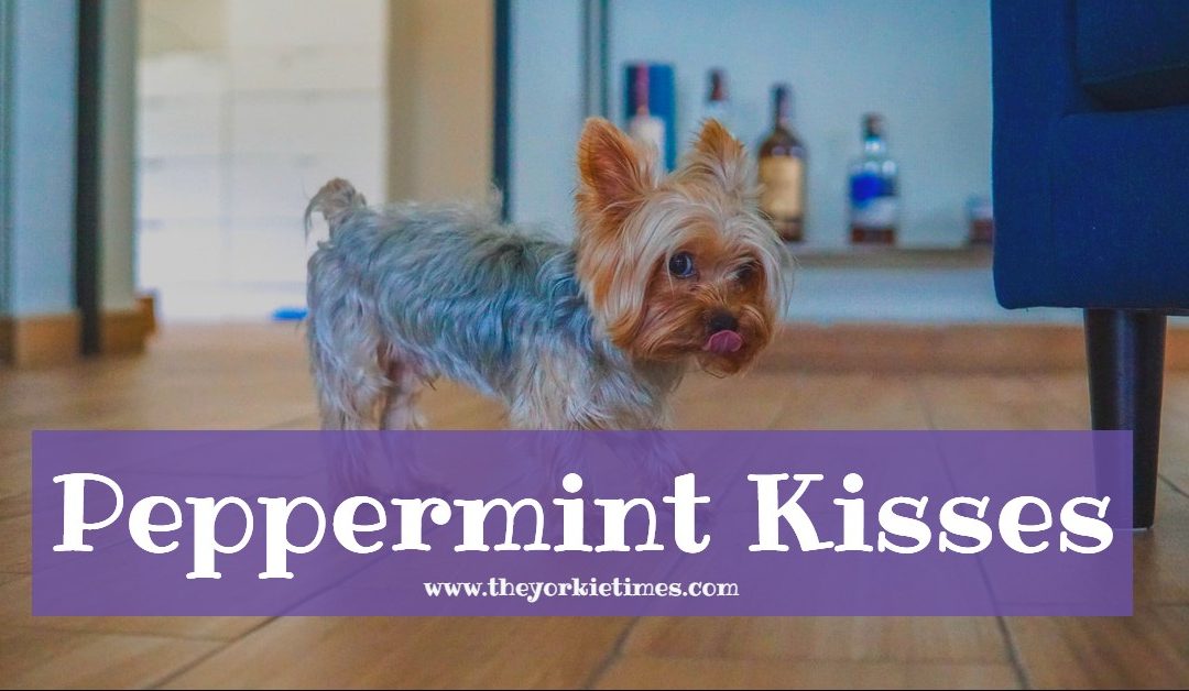 Peppermint Kisses: A Story of Yorkie Affection