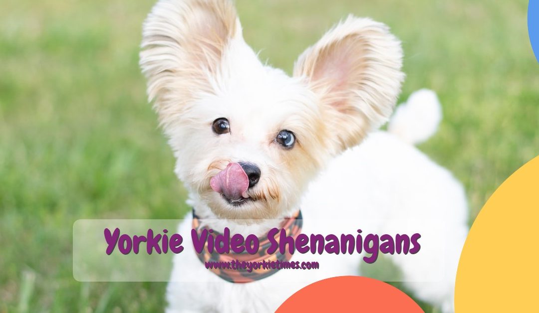 Yorkie Video Shenanigans