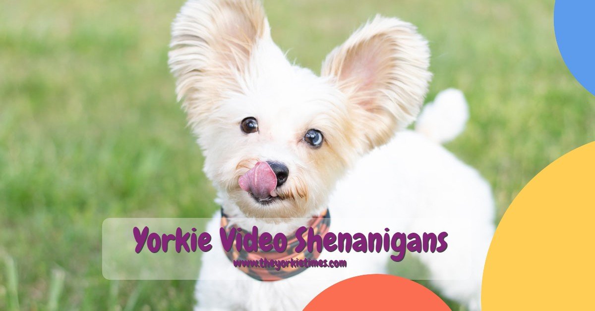 The Yorkie Times Blog - Yorkie Video
