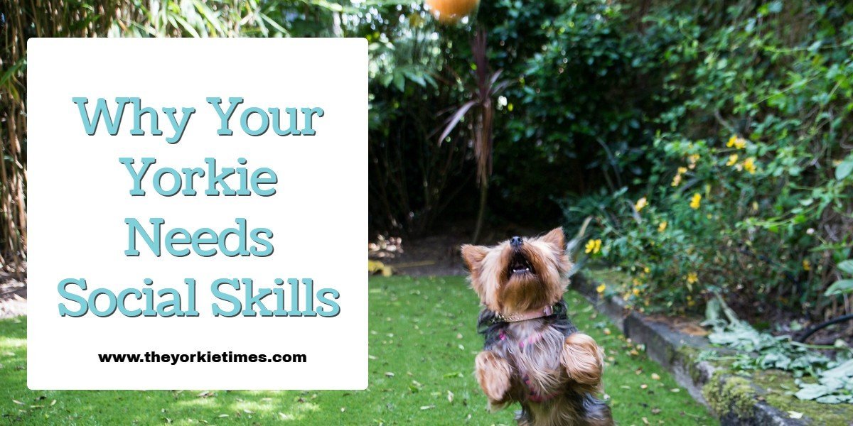 The Yorkie Times Blog - Yorkie Social Skills