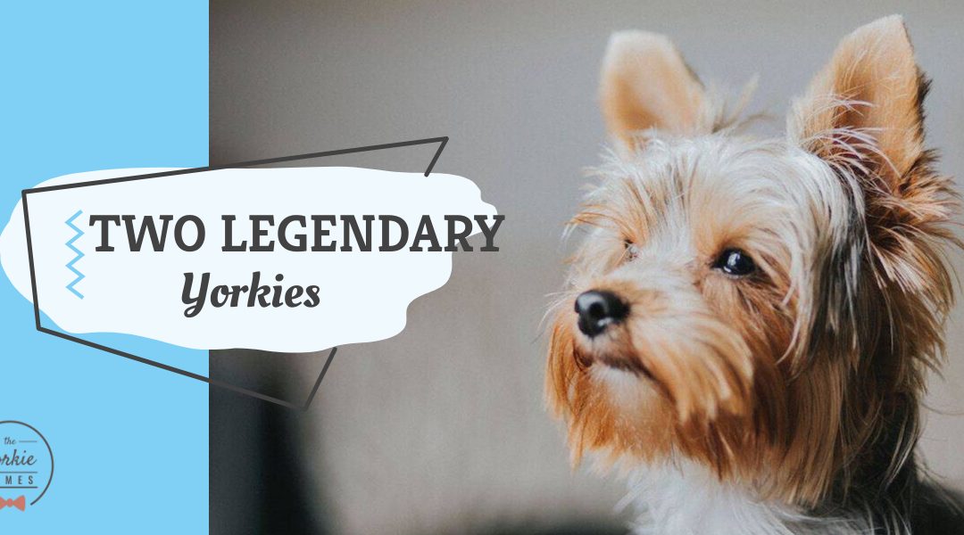 The Yorkie Times - legendary yorkies