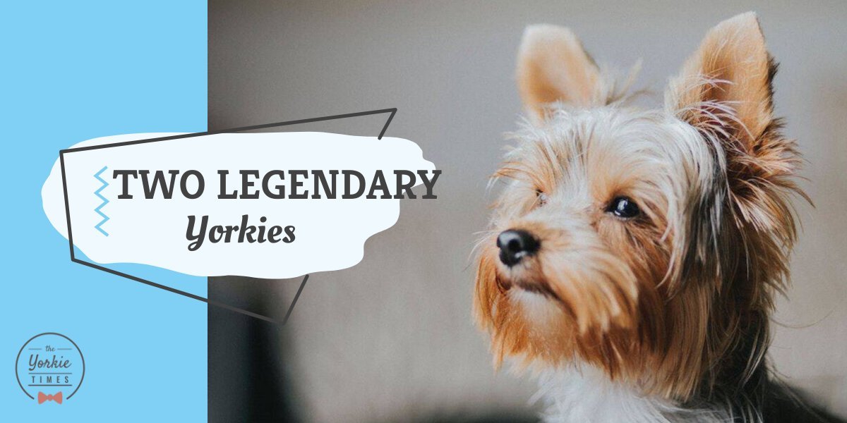 The Yorkie Times - legendary yorkies