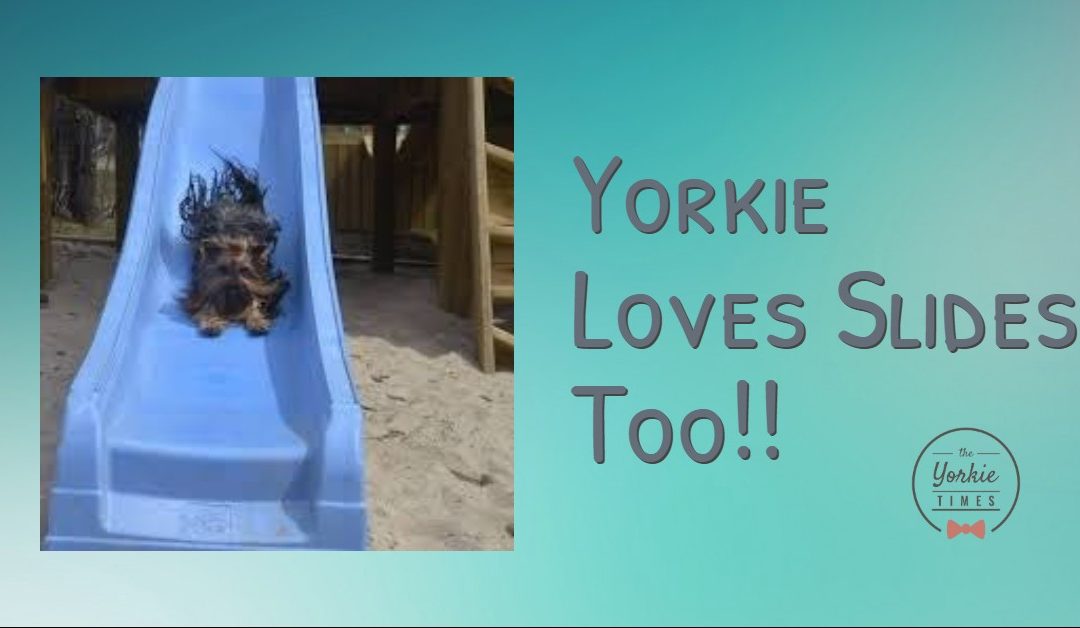 Yorkie loves the slide