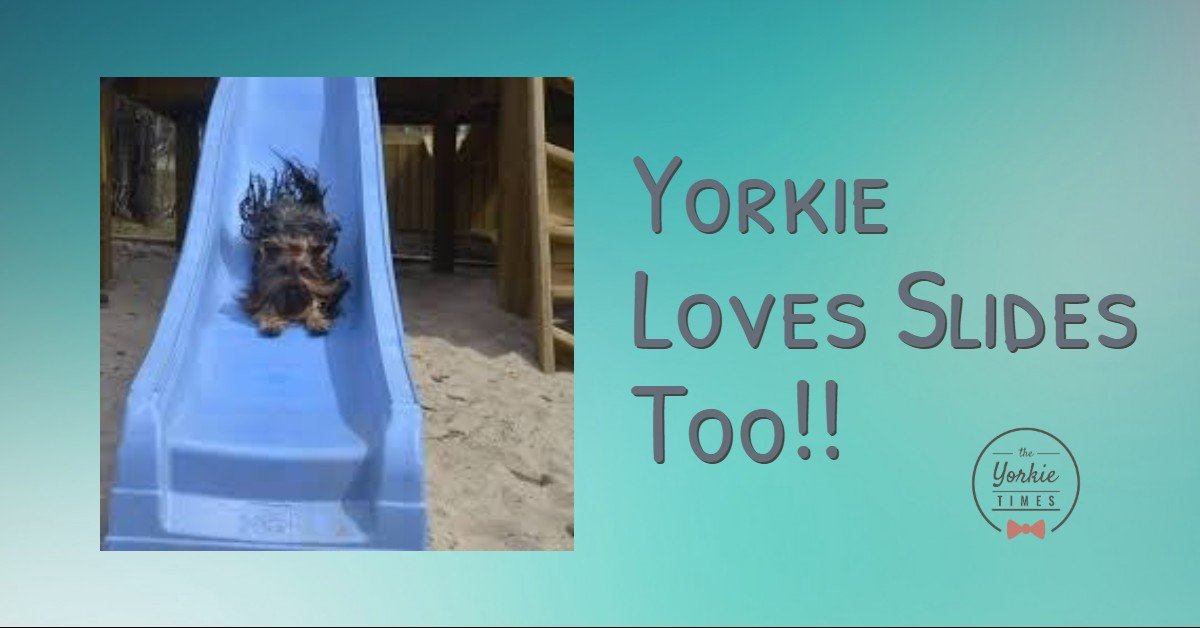 The Yorkie Times Blog - Yorkie lives slides