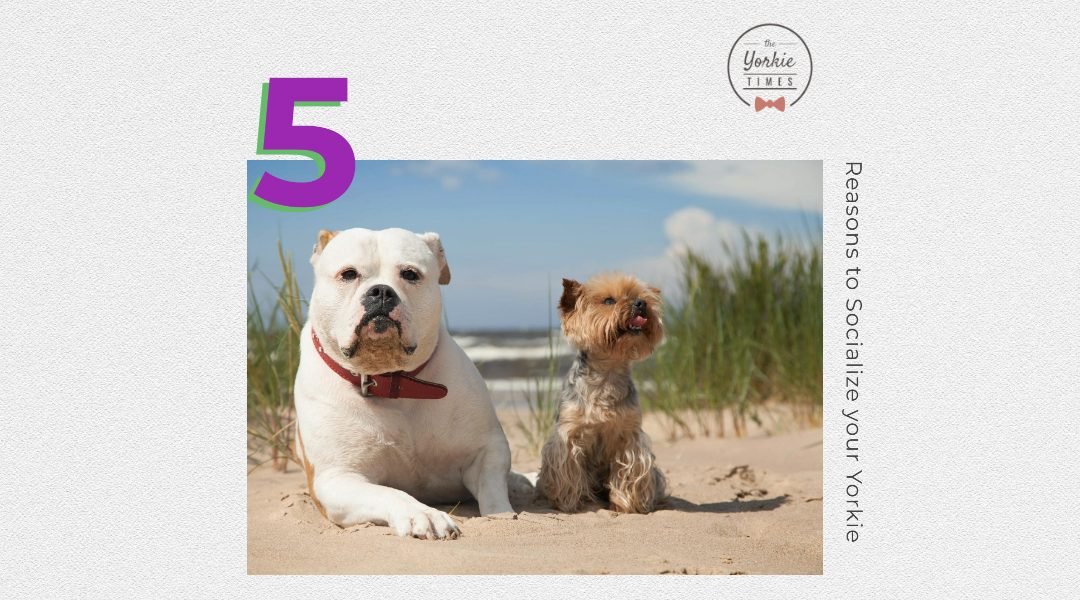 5 Reasons to Socialize your Yorkie