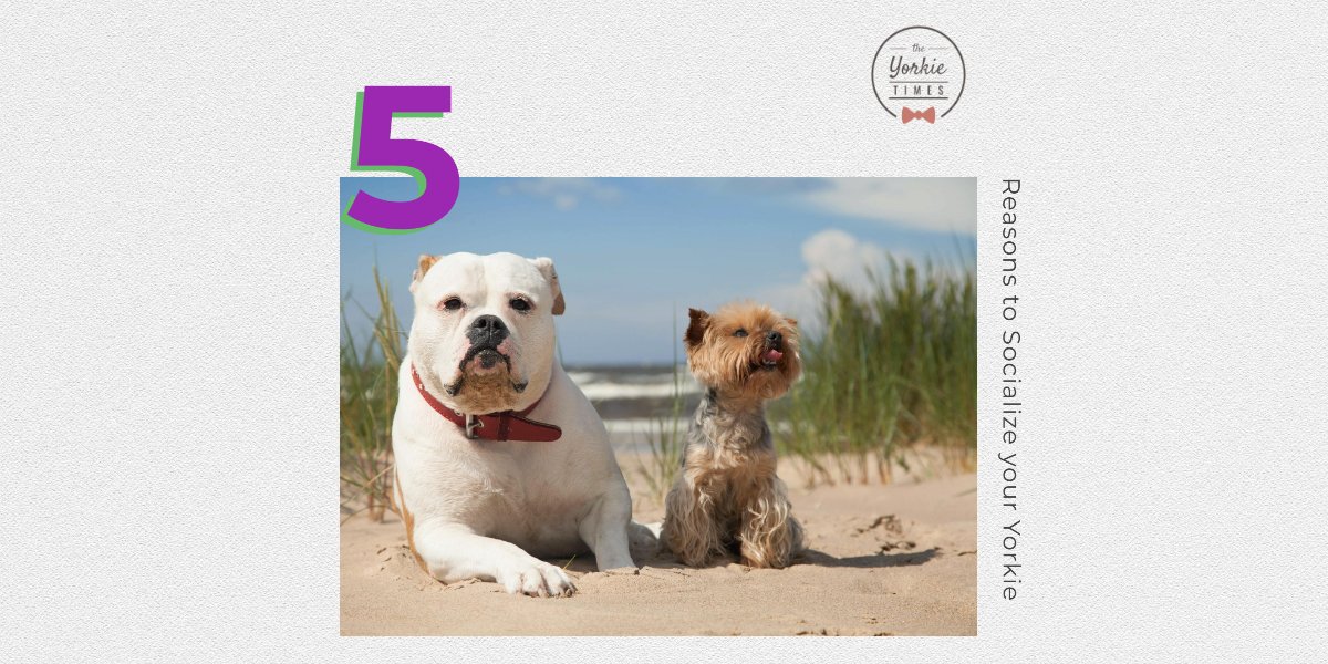 The Yorkie Times Blog - socialize your yorkie