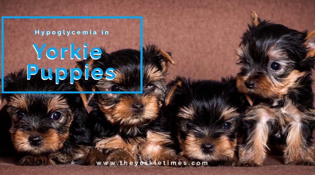 The Yorkie Times Blog - Hypoglycemia in Yorkie Puppies